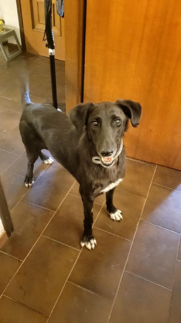 Blacky, tenerissima meticcia Foto 6